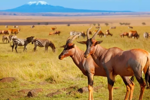 Safari z noclegiem w Parku Narodowym AmboseliNocne doświadczenie