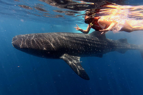 Protected natural reserve: Whale Shark Aqua Safari