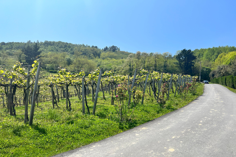 Wycieczka VIP po winnicach Rioja