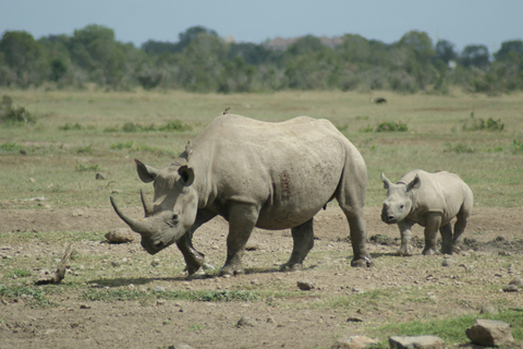 Nairobi: 3-Day Ol Pejeta Conservancy Safari & Chimpanzees
