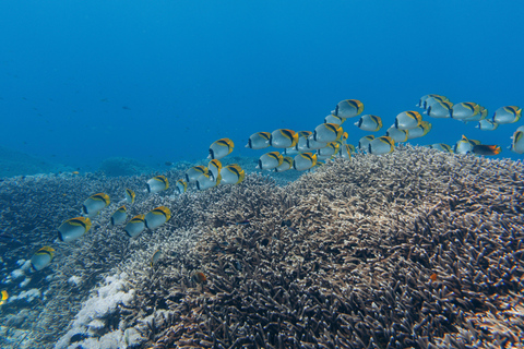 From Bali: Private Half-Day Snorkeling Tour to Nusa Penida Half Day Private Boat Trip with Hotel Transfers