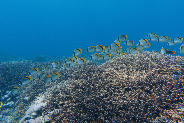 From Bali: Private Half-Day Snorkeling Tour to Nusa Penida Half Day Private Boat Trip with Hotel Transfers