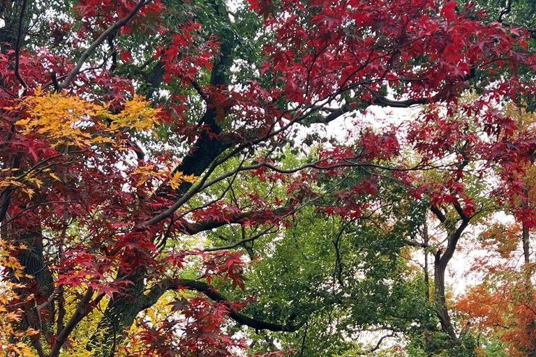 Tour di un giorno a Shanghai con sosta amichevole al Bund/Giardino Yu