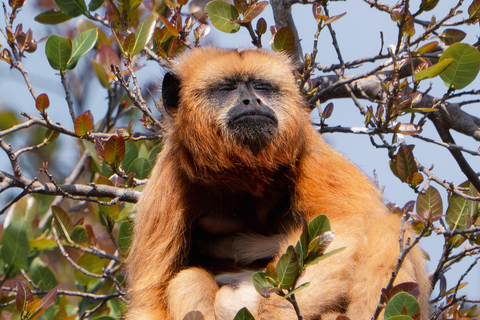 São Paulo: 3-Day Eco Safari Experience in the Pantanal