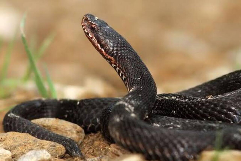 From Kampala: Entebbe Zoo, Reptile Village, & Gardens Tour