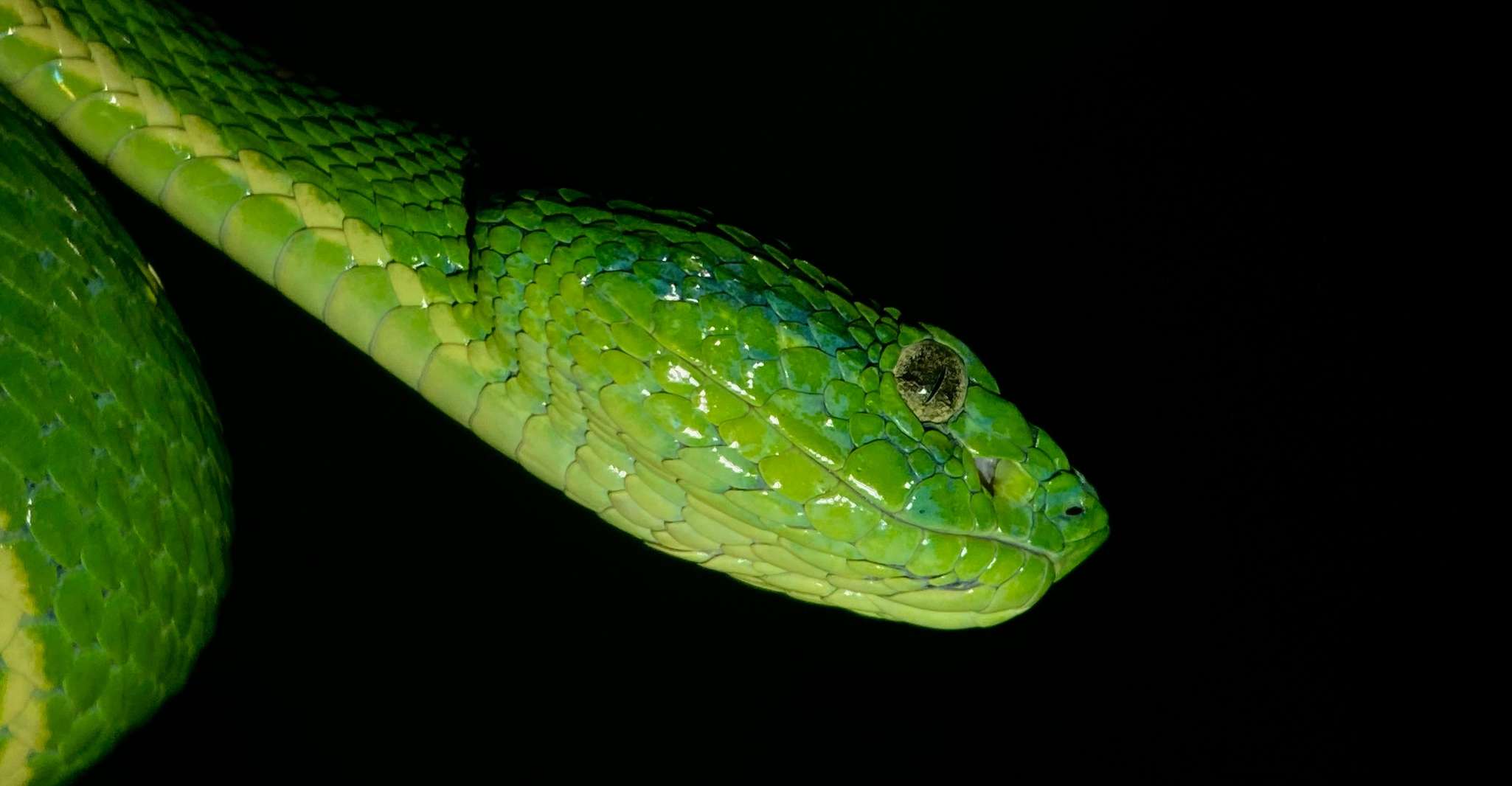 Monteverde, gira nocturna en el bosque tropical - Housity