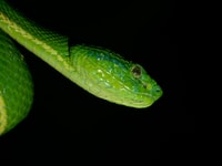 Monteverde, Night Tour in the Tropical Forest - Housity