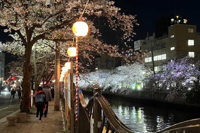 Cherry Blossom Boat tour in Yokohama, Minato Mirai