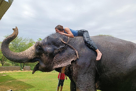 Jaipur: Hathigao Elephant Village Ride, Feeding, & Photos Riding, Feeding, Climbing And Photography with Elephant