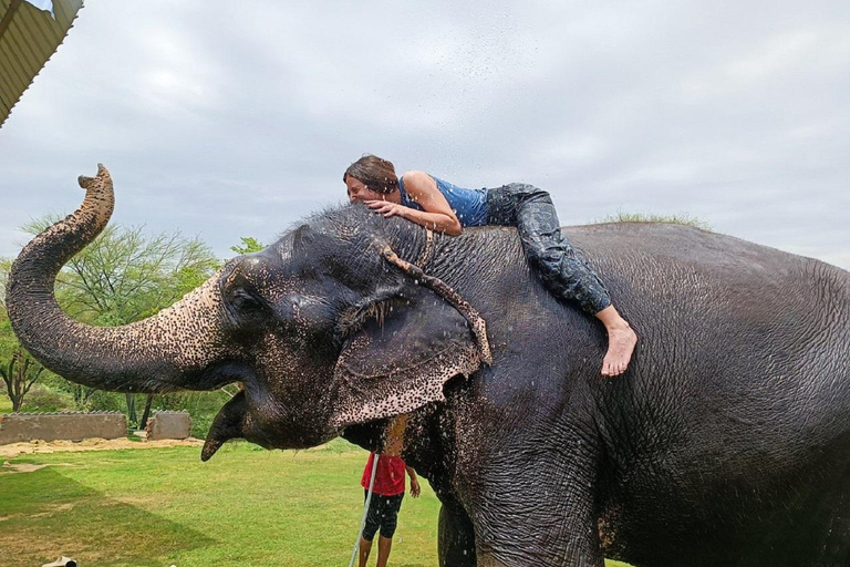 Jaipur: Hathigao Elephant Village Ride, Feeding, & Photos Riding, Feeding, Climbing And Photography with Elephant