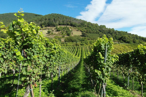 Visita bodega en guadalest