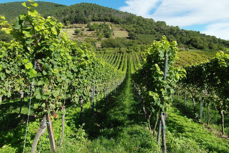 Visit winery in guadalest