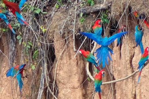 From Tambopata: parrots and macaws clay lick