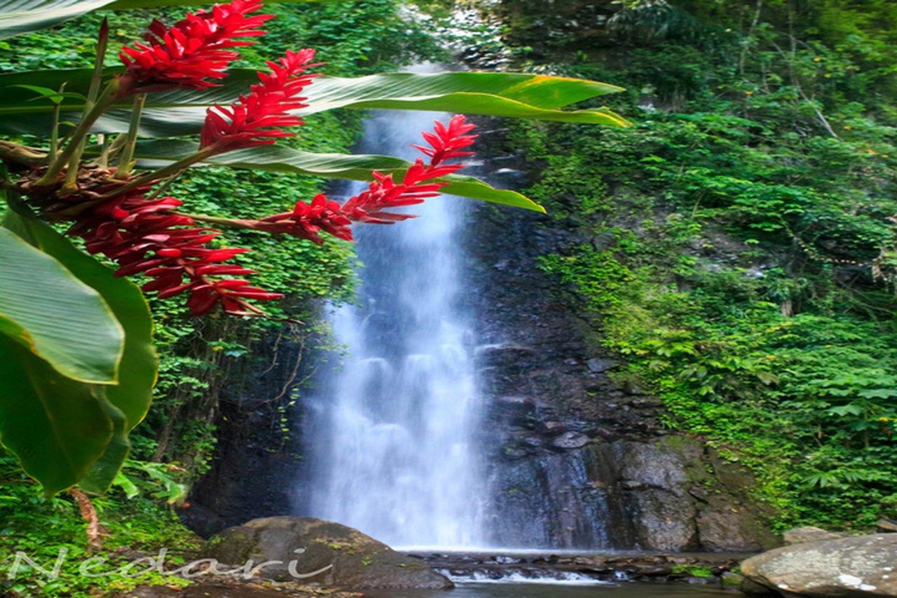 Dark View Falls Tour mit Trubb Taxi Tours SVG