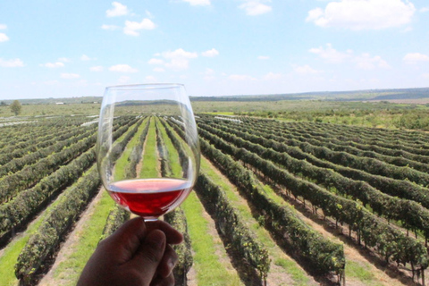 León: Cata de Vinos y Visita a Viñedos en Viñedo Jalpense