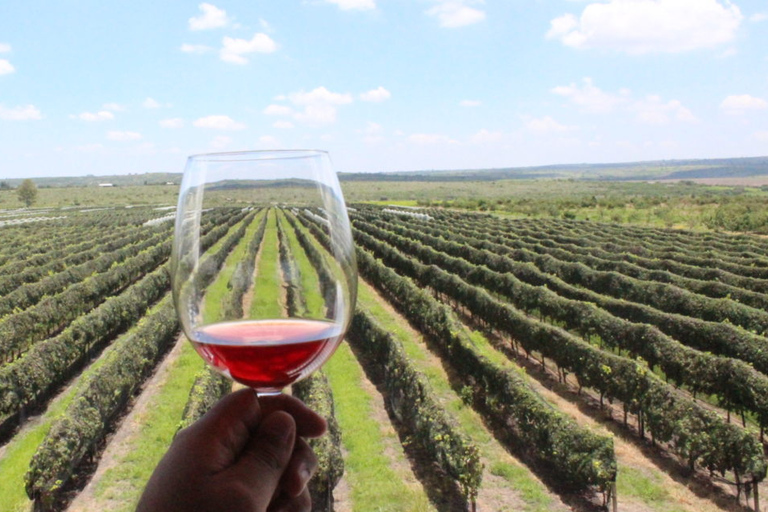 León: Weinverkostung und Weinberg Tour bei Viñedo Jalpense