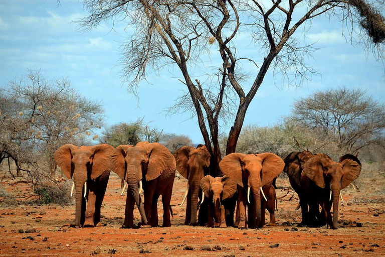 4 days Tsavo East, Amboseli and saltlick lodge safari
