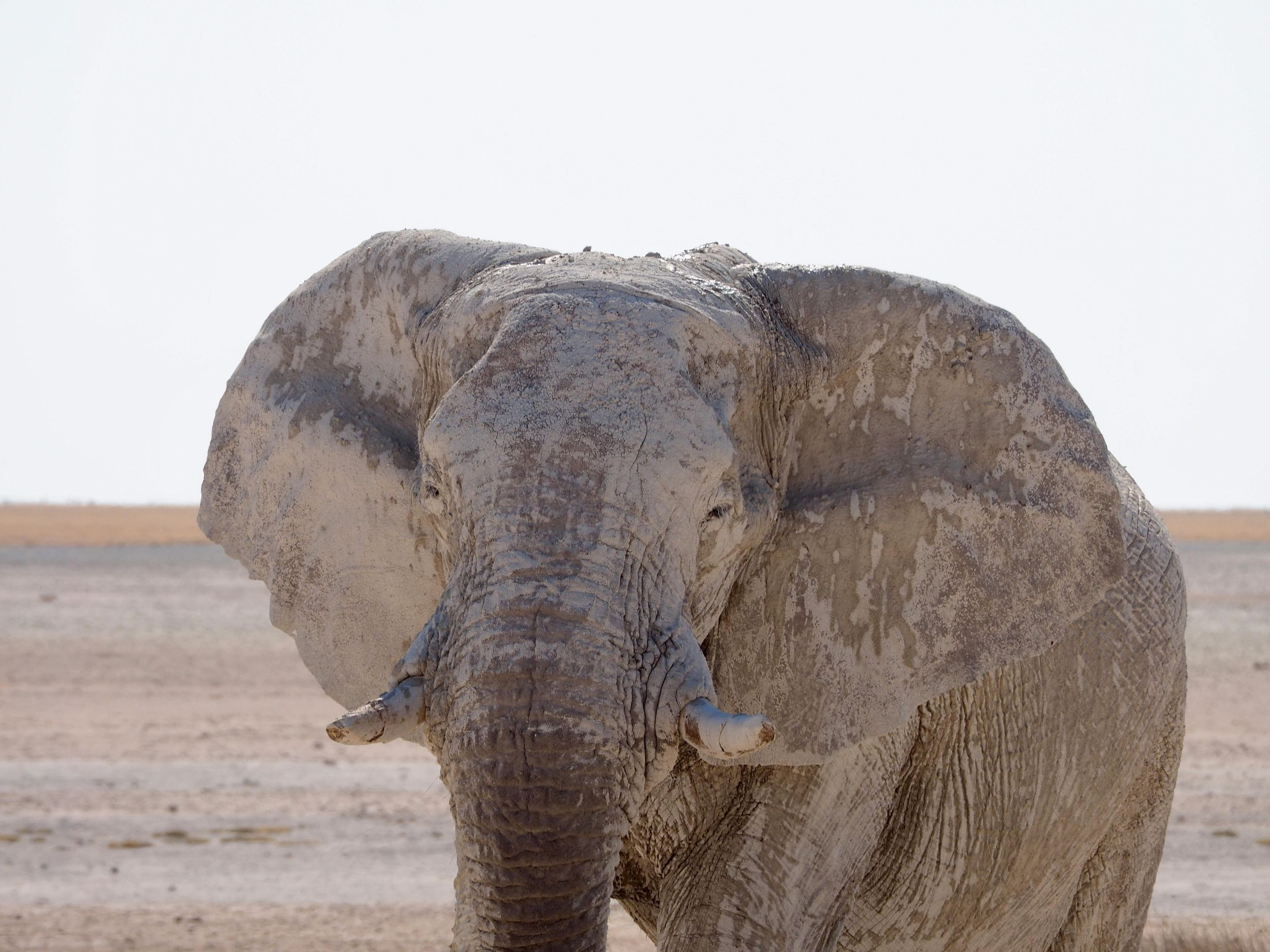 3-tägige geführte Lodge-Tour im Etosha-Nationalpark