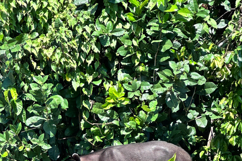 Puerto Jimenez: Parque Nacional Corcovado 2 Dias 1 Noche (boat in &amp; out)