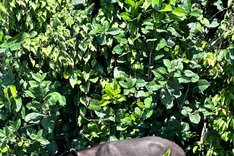 Puerto Jimenez: Parque Nacional Corcovado 2 Dias 1 Noche (boat in &amp; out)