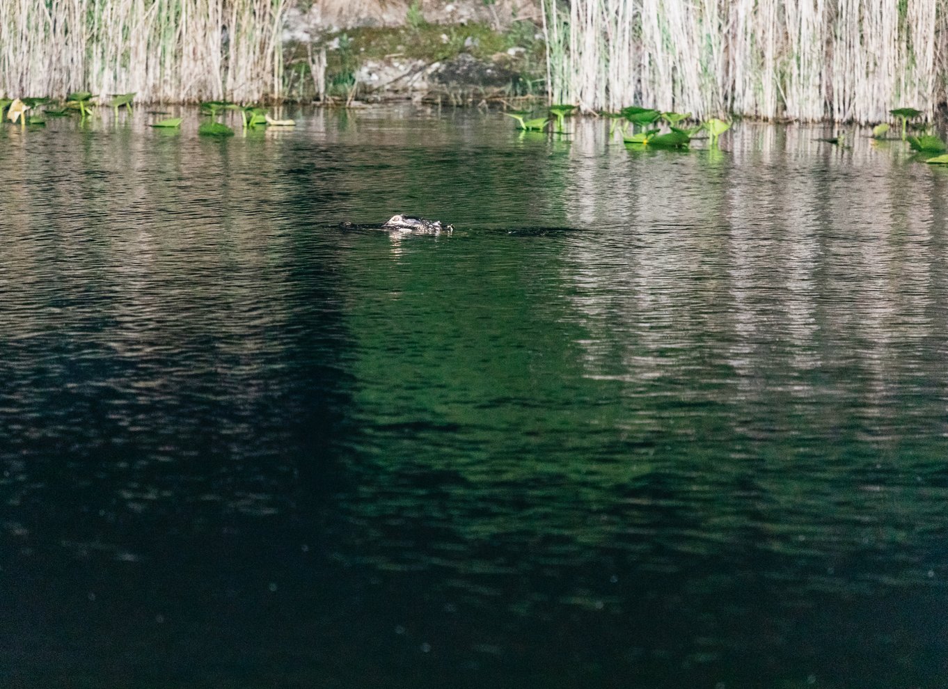 Everglades: 1-times aftentur i airboat