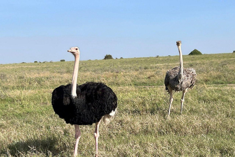 Nairobi National Park: Early Morning or afternoon adventure Early morning game drive in a Landcruiser JEEP