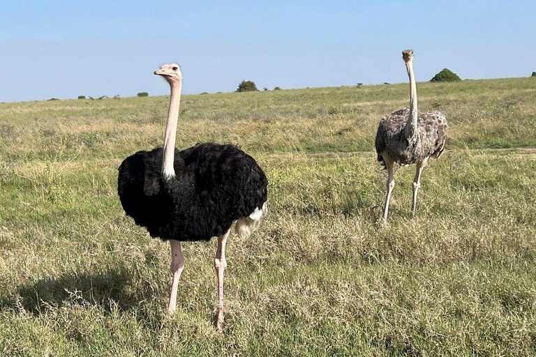 Nairobi National Park: Early Morning or afternoon adventure Early morning game drive in a Landcruiser JEEP