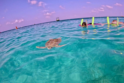 Private Turtle Snorkel Tour in Aruba + Professional video