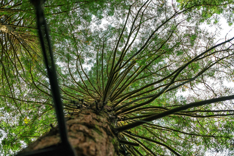 Vanuit Auckland:Hell&#039;s Gate Modderbad &amp; Rotorua Hoogtepunten Tour