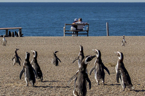 Puerto Madryn: Península Valdes with optional Whale Watching Puerto Madryn Península Valdes Simple Tour NO Whale Watching