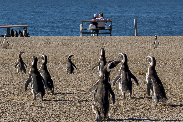 Puerto Madryn: Península Valdes with optional Whale Watching Puerto Madryn Península Valdes Simple Tour NO Whale Watching