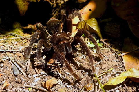 Tambopata: 2-Day Wildlife Tour With Jungle Lodge Stay