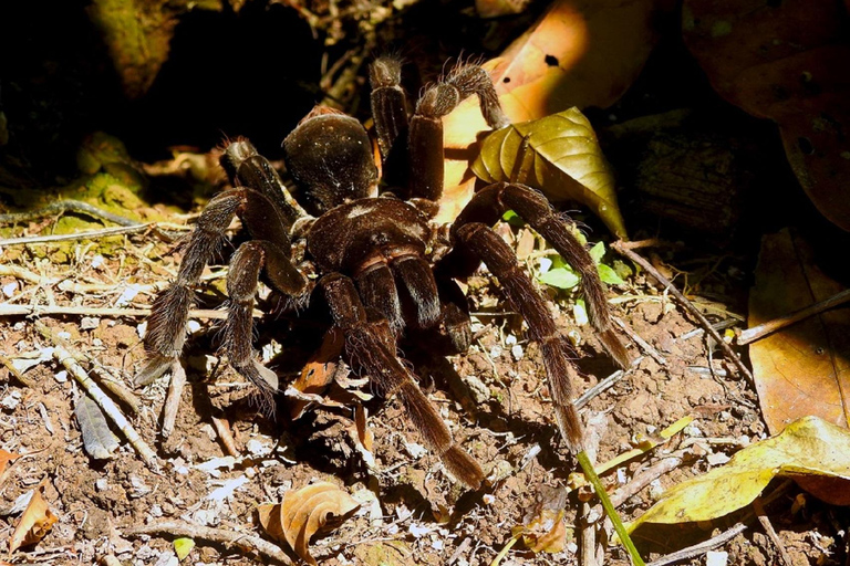 Tambopata: 2-Day Wildlife Tour With Jungle Lodge Stay