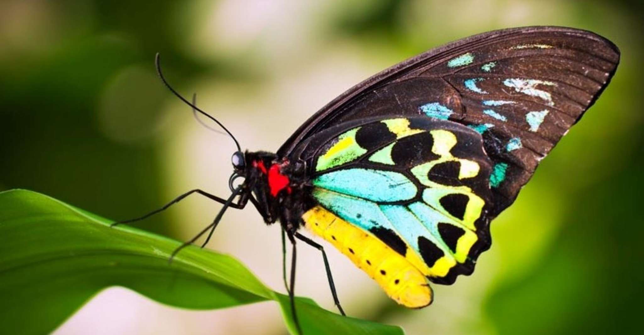 Kuranda; Selva tropical, mariposas, crucero en barco y aborígenes - Hizvo