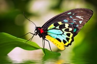 Kuranda; Selva tropical, mariposas, crucero en barco y aborígenes - Hizvo