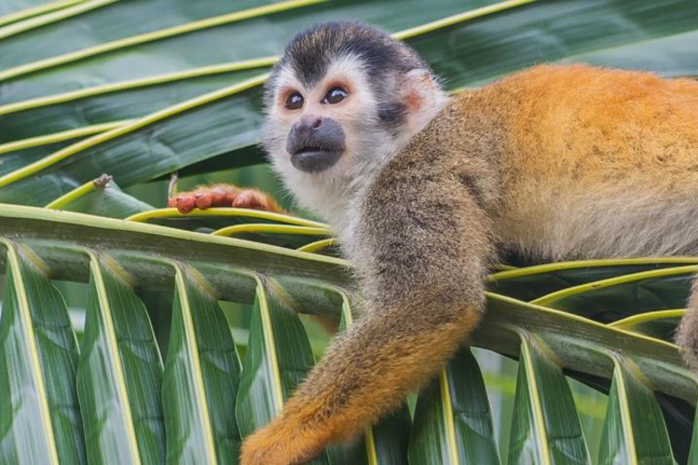 Da Iquitos | Escursione - Alba e avvistamento in 5 giorni