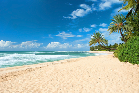 Oahu: sightseeingtour langs de noordkust en ananasplantageOahu: North Shore Beach en Hanauma Sightseeing Tour