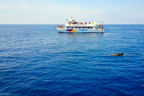 Majorque : Croisière d&#039;observation des dauphinsPaguera : rendez-vous à Playa Tora