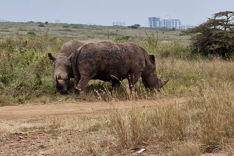 Parco Nazionale di Nairobi Game Drive