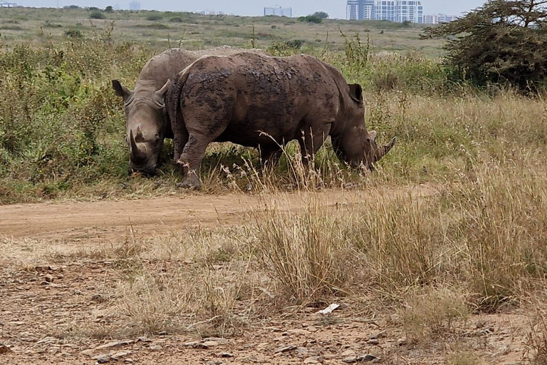 Parco Nazionale di Nairobi Game Drive