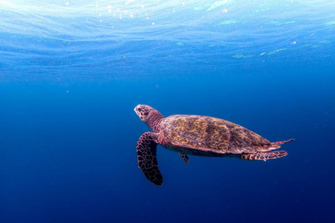 Lunch Break, Mnemba Tour, Swim with Turtles, Kendwa Beach