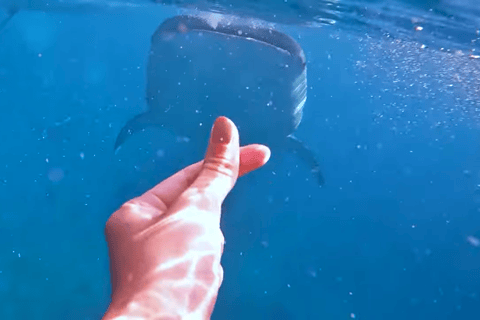 Oslob: Whale Sharks, Tumalog Falls & Sumilon Trio Adventure