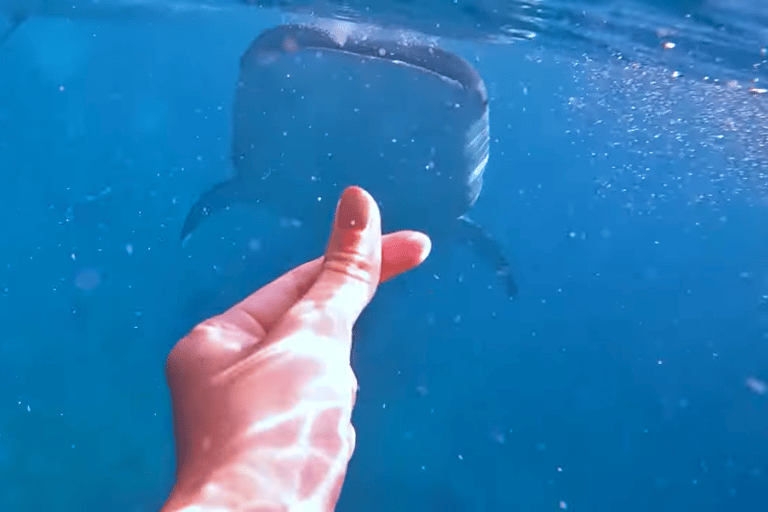 Oslob: Whale Sharks, Tumalog Falls & Sumilon Trio Adventure