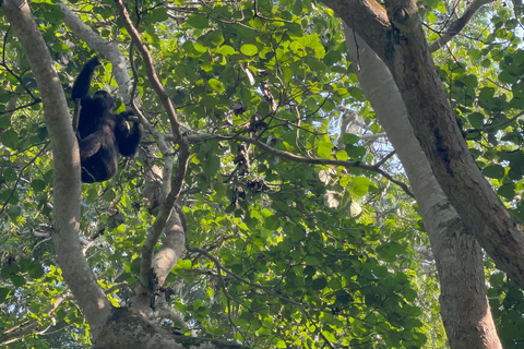 Lago Bunyonyi - Viagem de 1 dia para o trekking com chimpanzés na floresta de Kalinzu