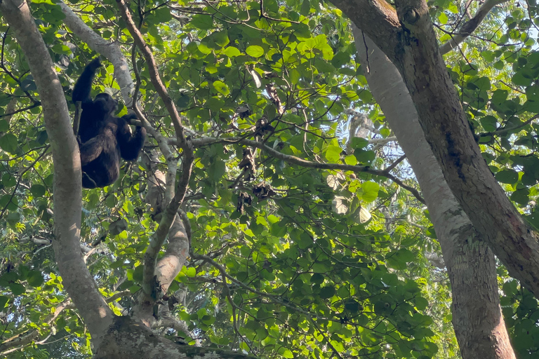 Excursión de un día al Lago Bunyonyi - Bosque de Kalinzu - Senderismo de Chimpancés