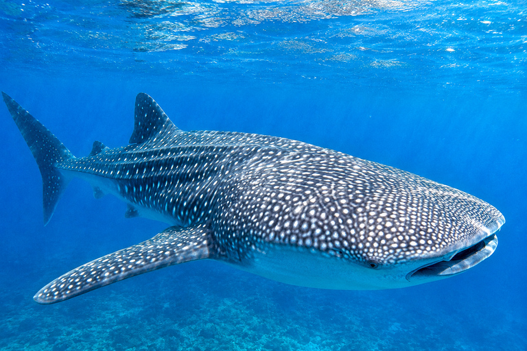 Labuan Bajo: 5-Day Komodo to Gili Trawangan Whale Shark Tour Standart Boat | Sharing Deck | No WHALE SHARK