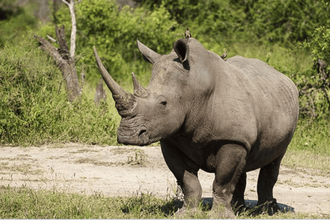 From Durban: Nambithi Game Reserve Safari Tour