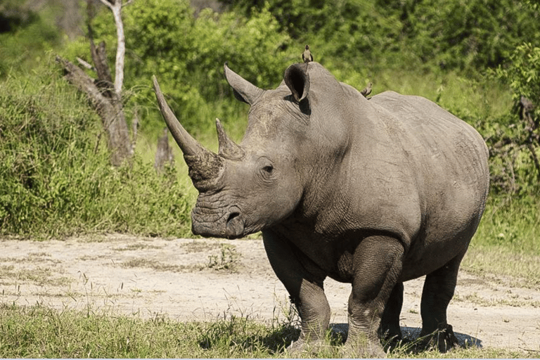From Durban: Nambithi Game Reserve Safari Tour