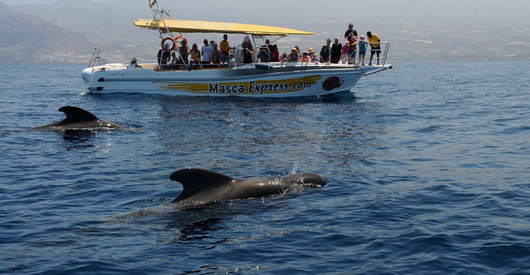 Los Gigantes, Dolphin & Whale Watching Cruise with Swimming - Housity