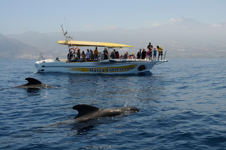 Los Gigantes : Croisière d'observation des baleines et des dauphins avec baignade